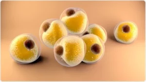 Adipocytes