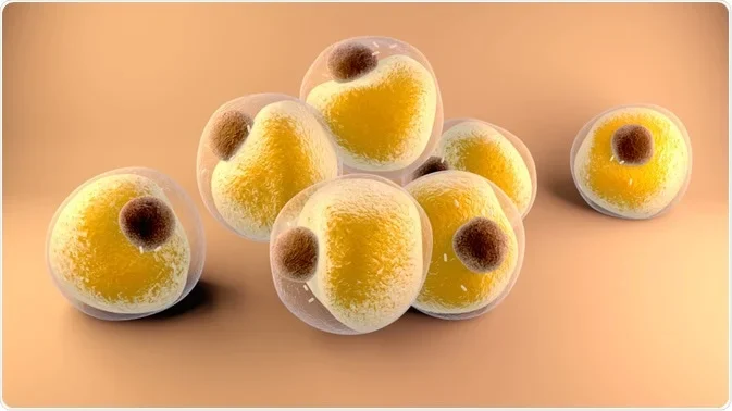 Adipocytes